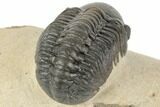 Detailed Reedops Trilobite - Morocco #194301-3